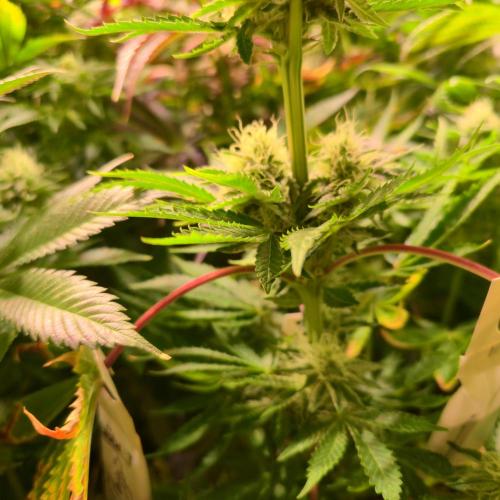 Pink Gorilla RQS. Week 12