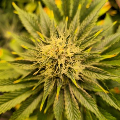 Pink Gorilla RQS. Week 12