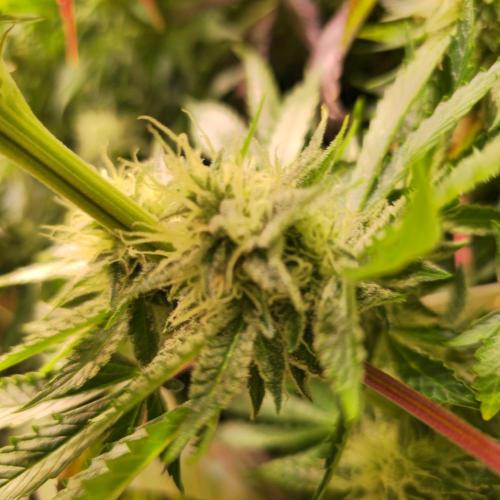 Pink Gorilla RQS. Week 12