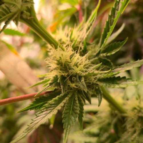 Pink Gorilla RQS. Week 12