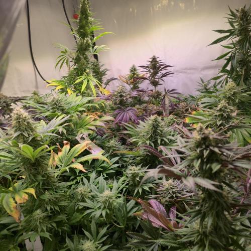 Papaya Stank. Week 12