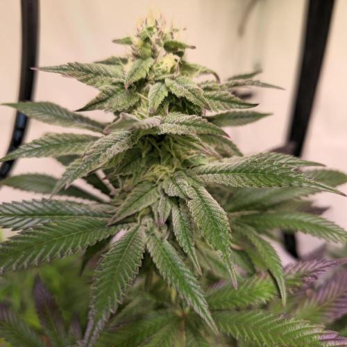 Papaya Stank. Week 12