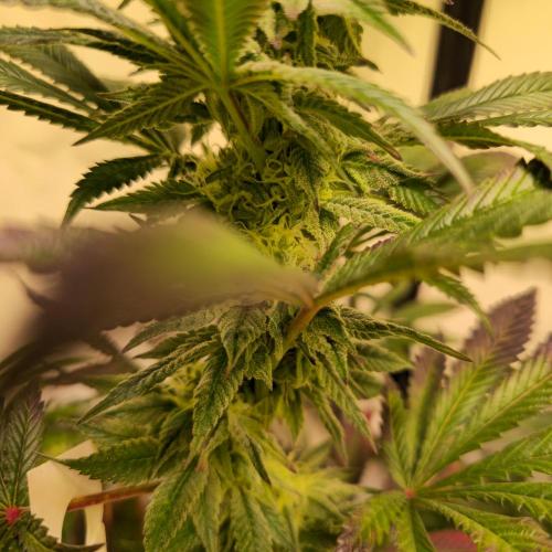 Papaya Stank. Week 12