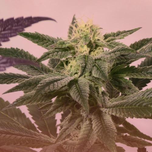 Papaya Stank. Week 12