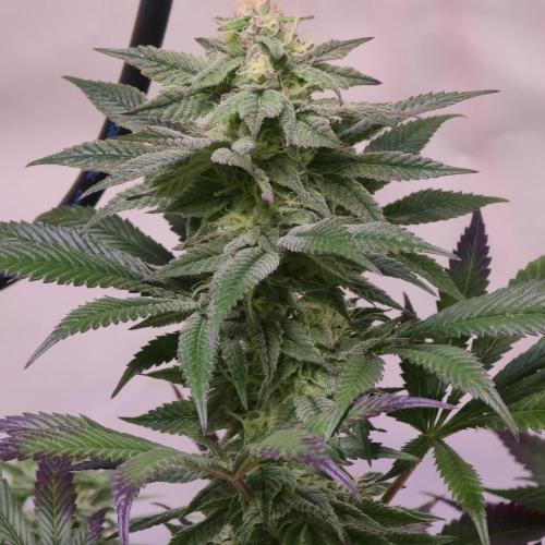 Papaya Stank. Week 12