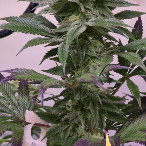 Papaya Stank. Week 12