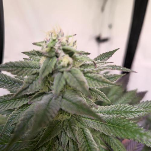 Papaya Stank. Week 12