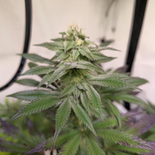 Papaya Stank. Week 12