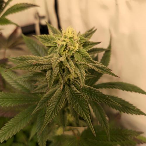 Papaya Stank. Week 12