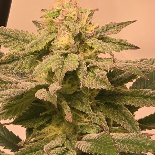 Papaya Stank. Week 12