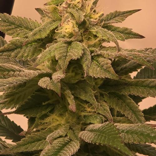 Papaya Stank. Week 12