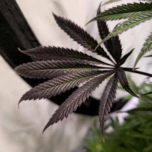 Apple Blossom. Week 12