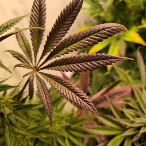 Apple Blossom. Week 12