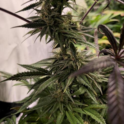 Apple Blossom. Week 12