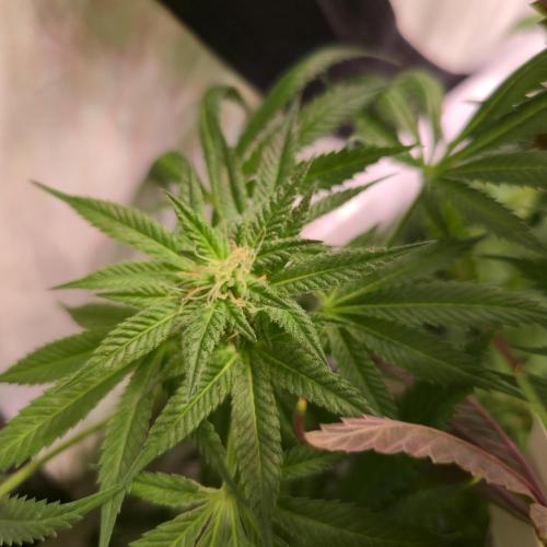 Apple Blossom. Week 12