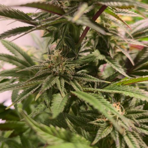 Apple Blossom. Week 12