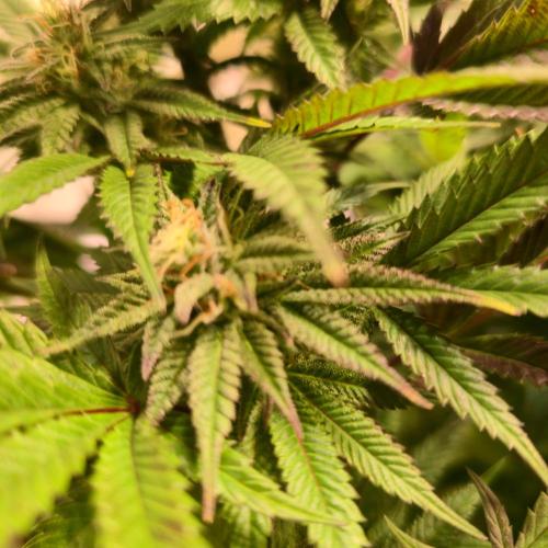 Apple Blossom. Week 12