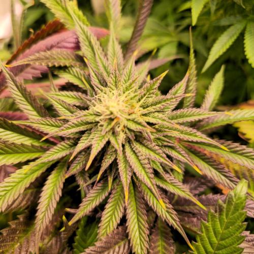 Apple Blossom. Week 12