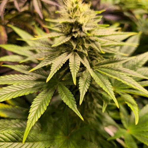 Original Oreoz. Week 12