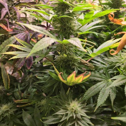 Original Oreoz. Week 12