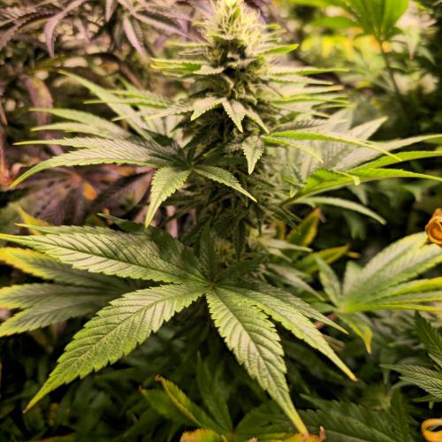 Original Oreoz. Week 12