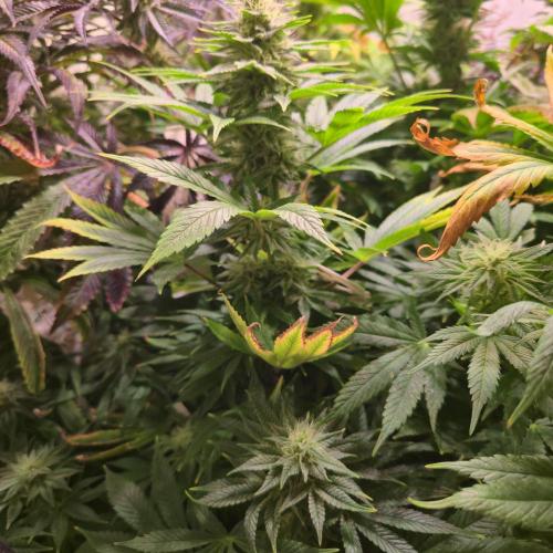 Original Oreoz. Week 12