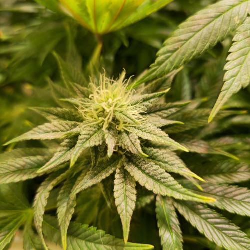 Original Oreoz. Week 12