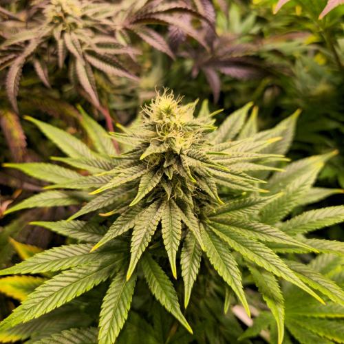 Original Oreoz. Week 12