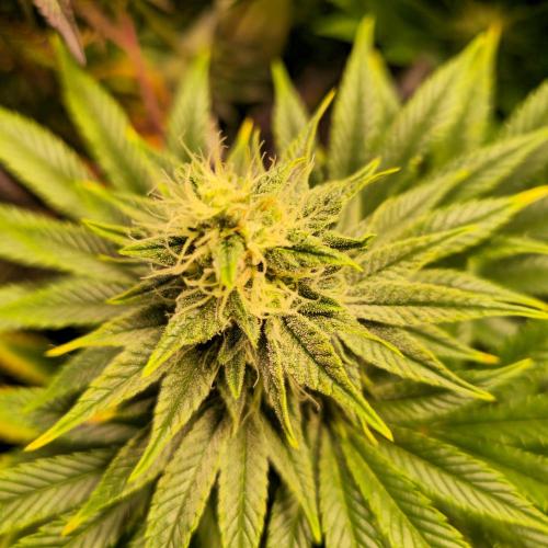 Original Oreoz. Week 12