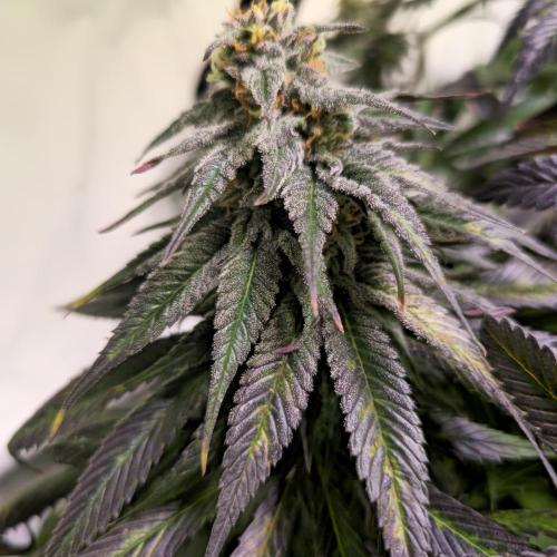 Trentra Sunrise. Week 12