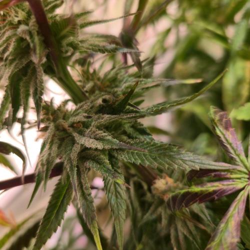 Trentra Sunrise. Week 12