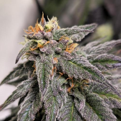 Trentra Sunrise. Week 12