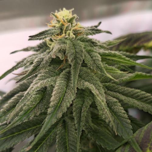 Trentra Sunrise. Week 12