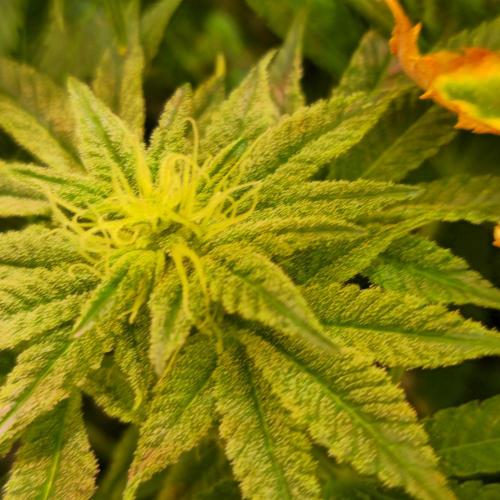 Trentra Sunrise. Week 12