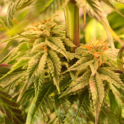 Trentra Sunrise. Week 12