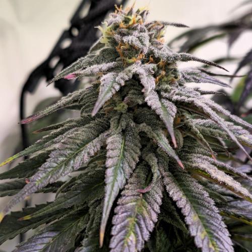 Trentra Sunrise. Week 12