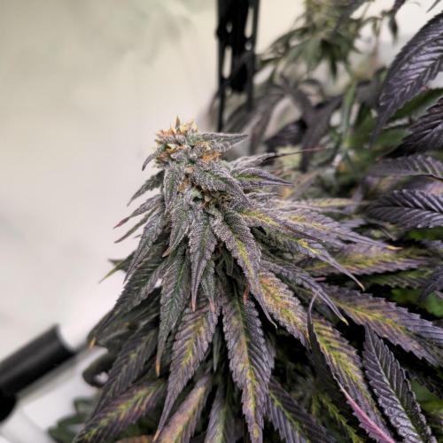 Trentra Sunrise. Week 12