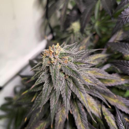 Trentra Sunrise. Week 12