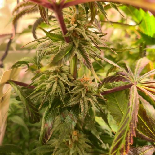 Trentra Sunrise. Week 12