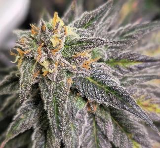 Comment by CorinnaFarm photo #1