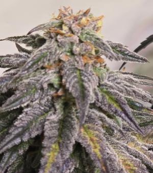 Comment by CorinnaFarm photo #2