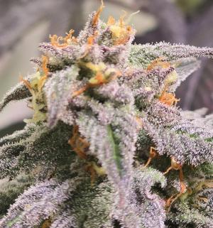 Comment by CorinnaFarm photo #3