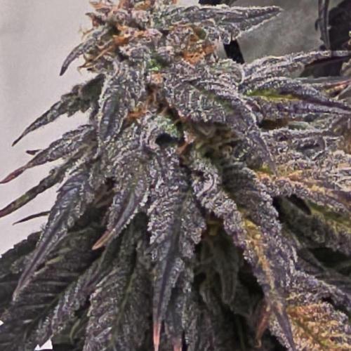 Trentra Sunrise. Week 13