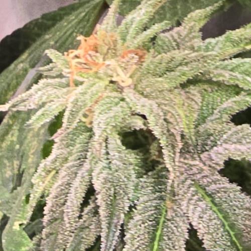 Trentra Sunrise. Week 13