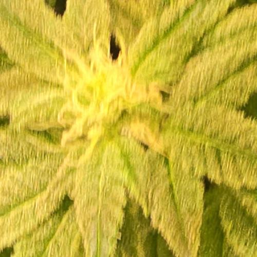 Trentra Sunrise. Week 13