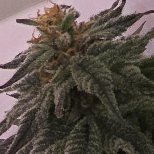 Trentra Sunrise. Week 13