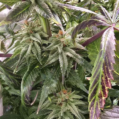 Trentra Sunrise. Week 13