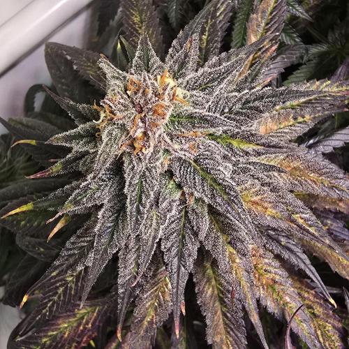 Trentra Sunrise. Week 13