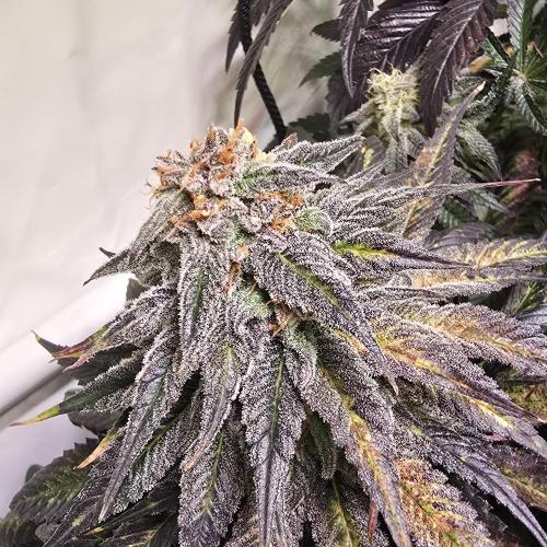 Trentra Sunrise. Week 13