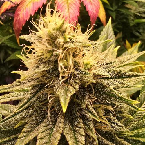 Original Oreoz. Week 13